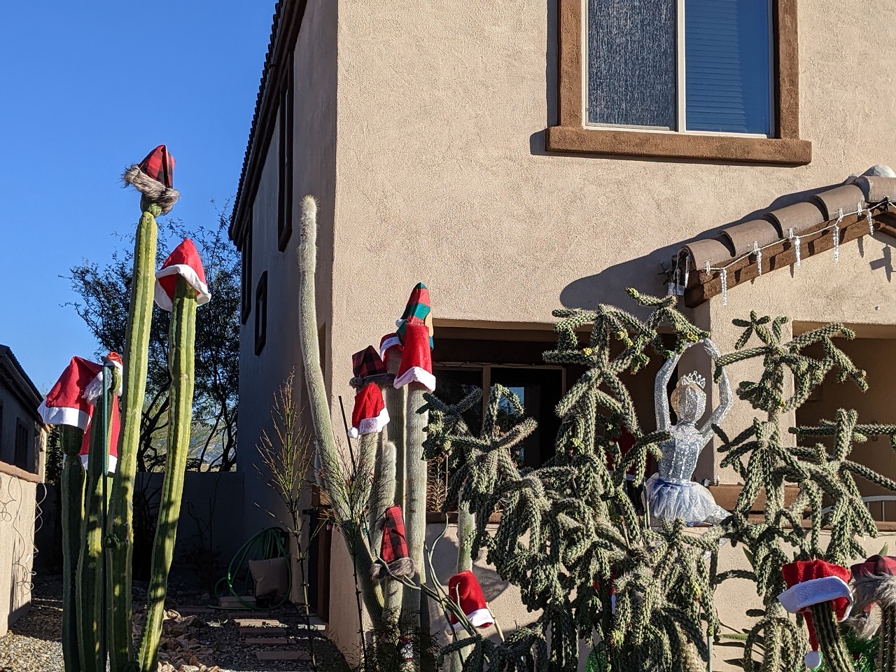 cactus christmas hats