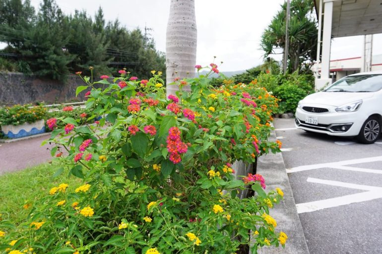 okinawa flowers